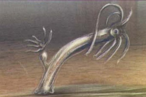 Kraken 2krn