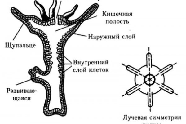 Kraken 18